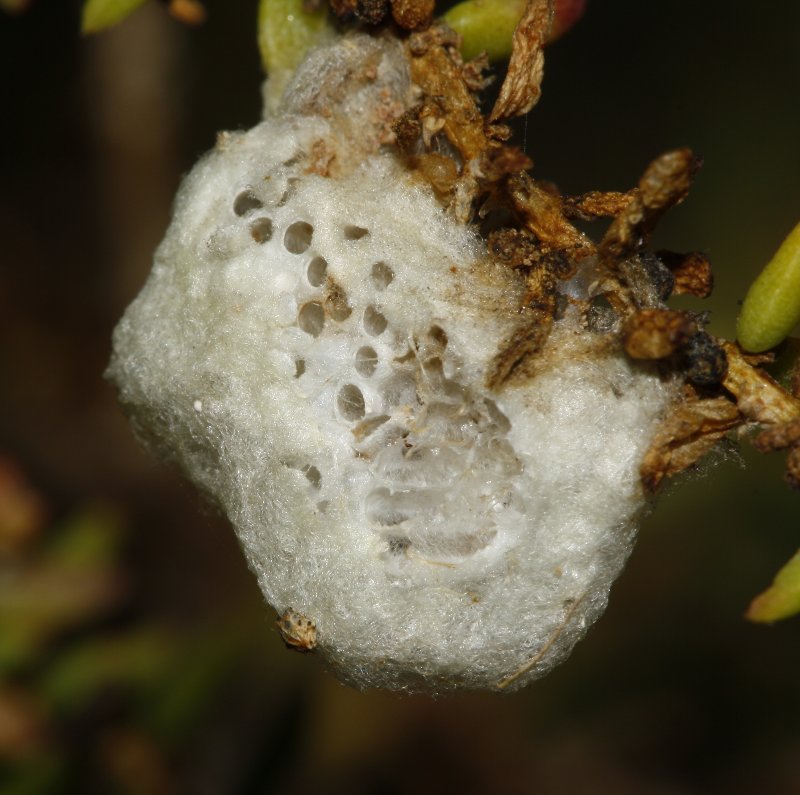 Ooteca_3837.jpg