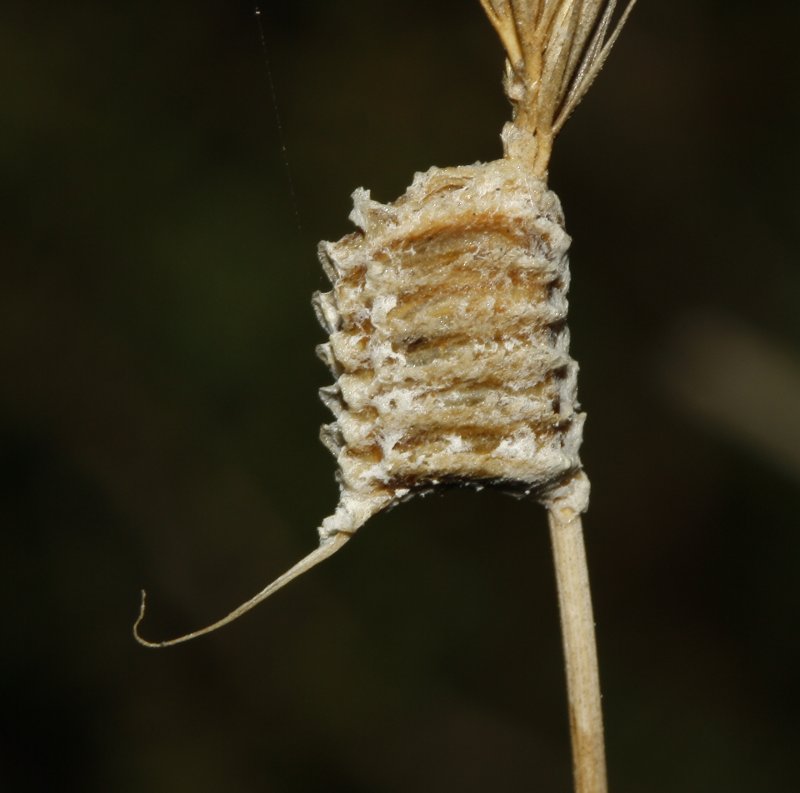 Ooteca_3839.jpg