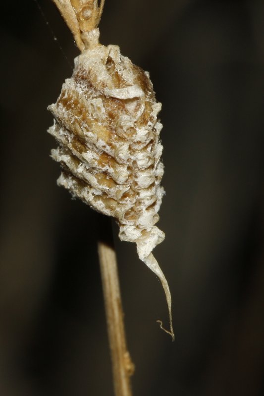 Ooteca_3840.jpg