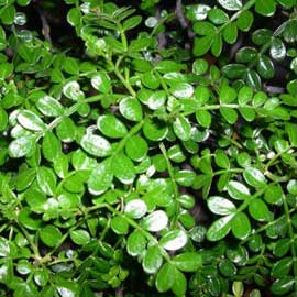 Operculicaria_feuilles-d12c6.jpg