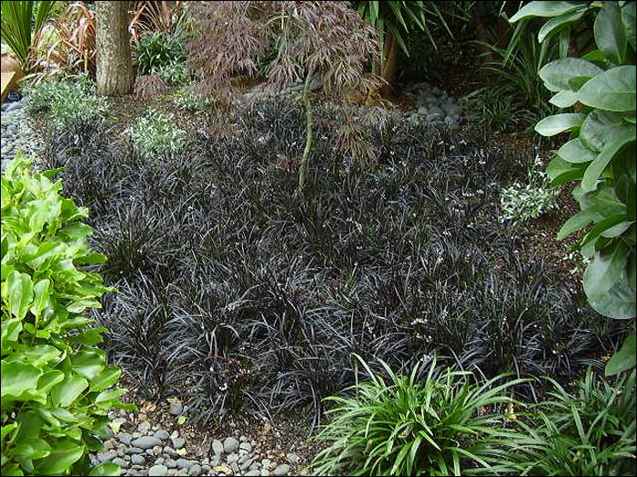 ophiopogon-planiscapus-nigrescens.jpg