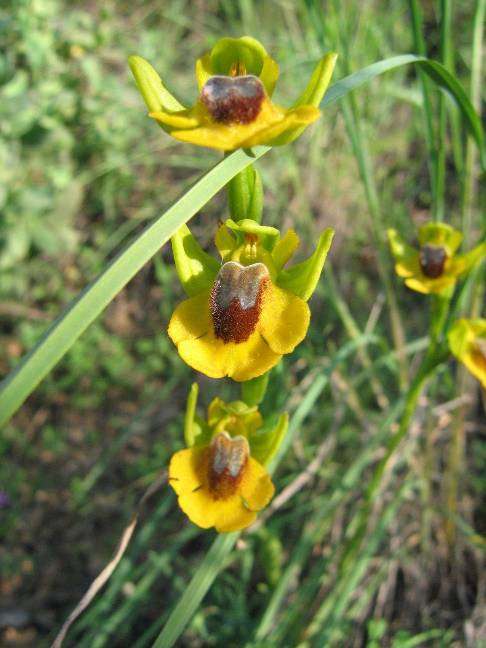 Ophrys%20lutea%2002%7E0.jpg
