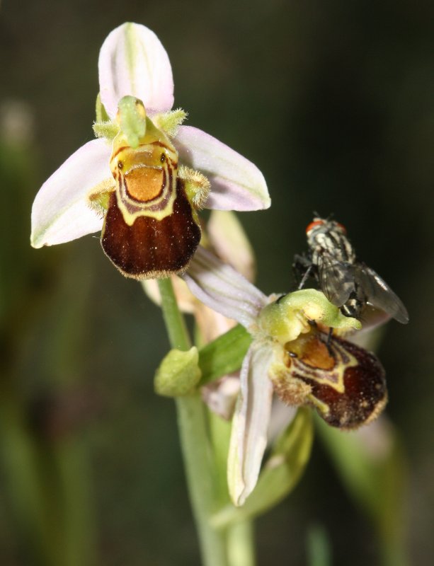 Ophrys%20sp3.jpg