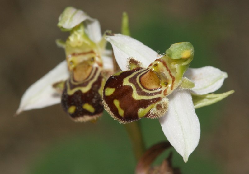 Ophrys%20sp5.jpg