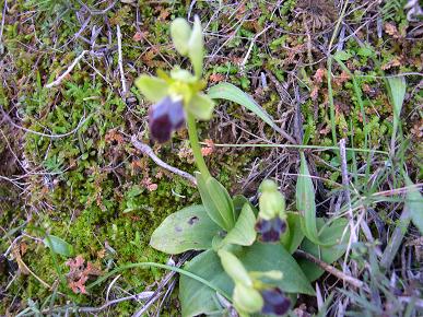 Ophrys%7E0.JPG