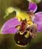 ophrys-apifera.jpg