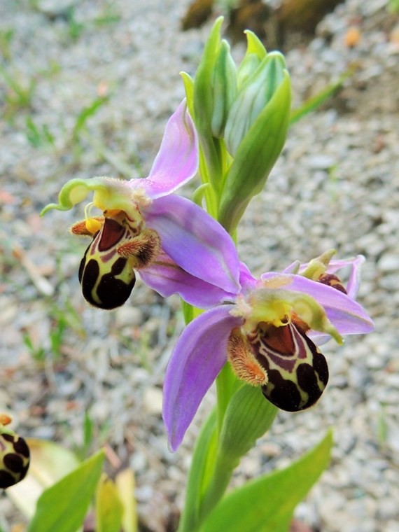 ophrys-apifera.JPG