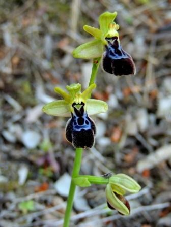 ophrys-balearica-x-dyris-1.JPG