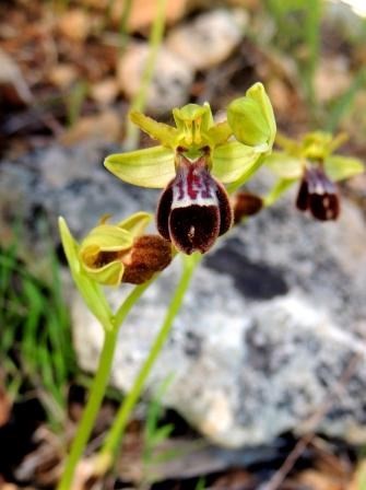 ophrys-balearica-x-dyris-2.JPG