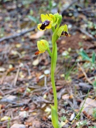 ophrys-corsica-1.JPG