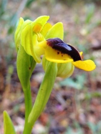 ophrys-corsica-2.JPG