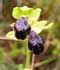 ophrys-fusca.jpg