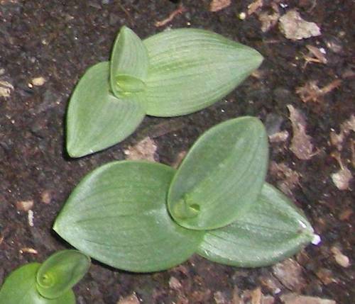 ophrys.JPG
