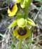 ophrys-lutea.jpg