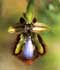 ophrys-speculum-2.jpg