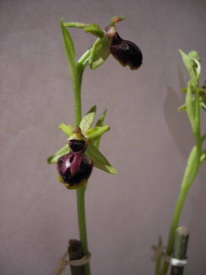 Ophrys1.jpg