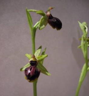 Ophrys11.jpg