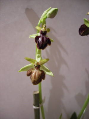Ophrys2.jpg