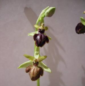 Ophrys21.jpg