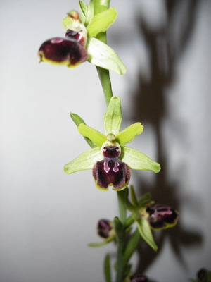 Ophrys_araneola.jpg