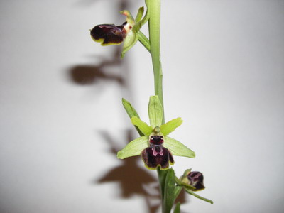 Ophrys_araneola2.jpg
