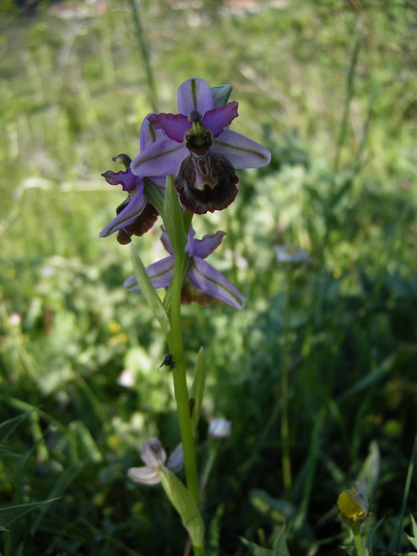 Ophrys_averoyensis1.jpg