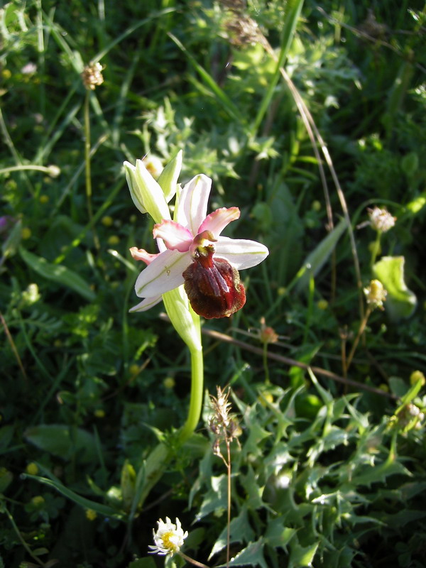 Ophrys_averoyensis2.jpg