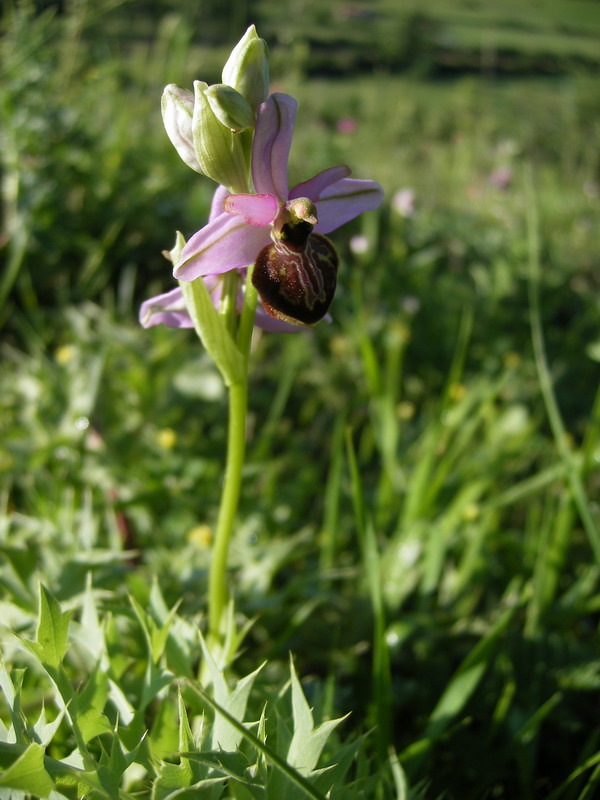 Ophrys_averoyensis3.jpg