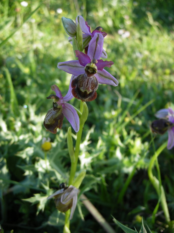 Ophrys_averoyensis4.jpg
