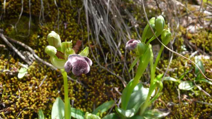 Ophrys_dyris.jpg