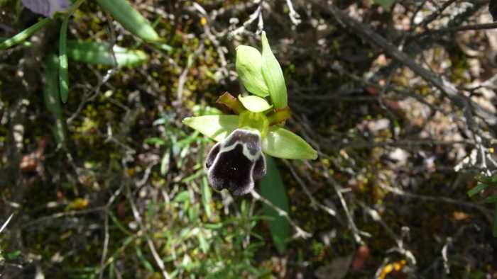 Ophrys_dyris_21.jpg