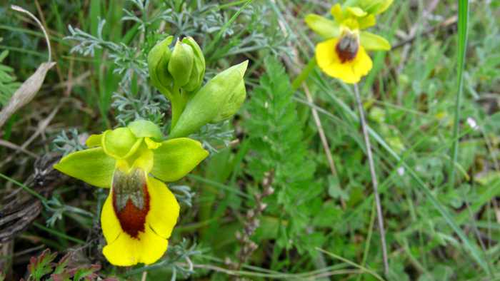 Ophrys_lutea.jpg