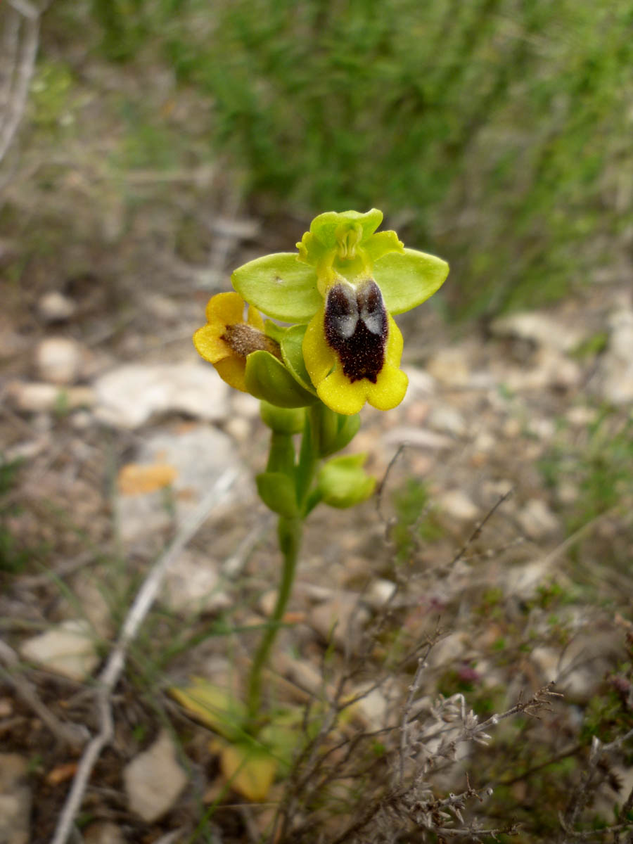 Ophrys_lutea12.JPG
