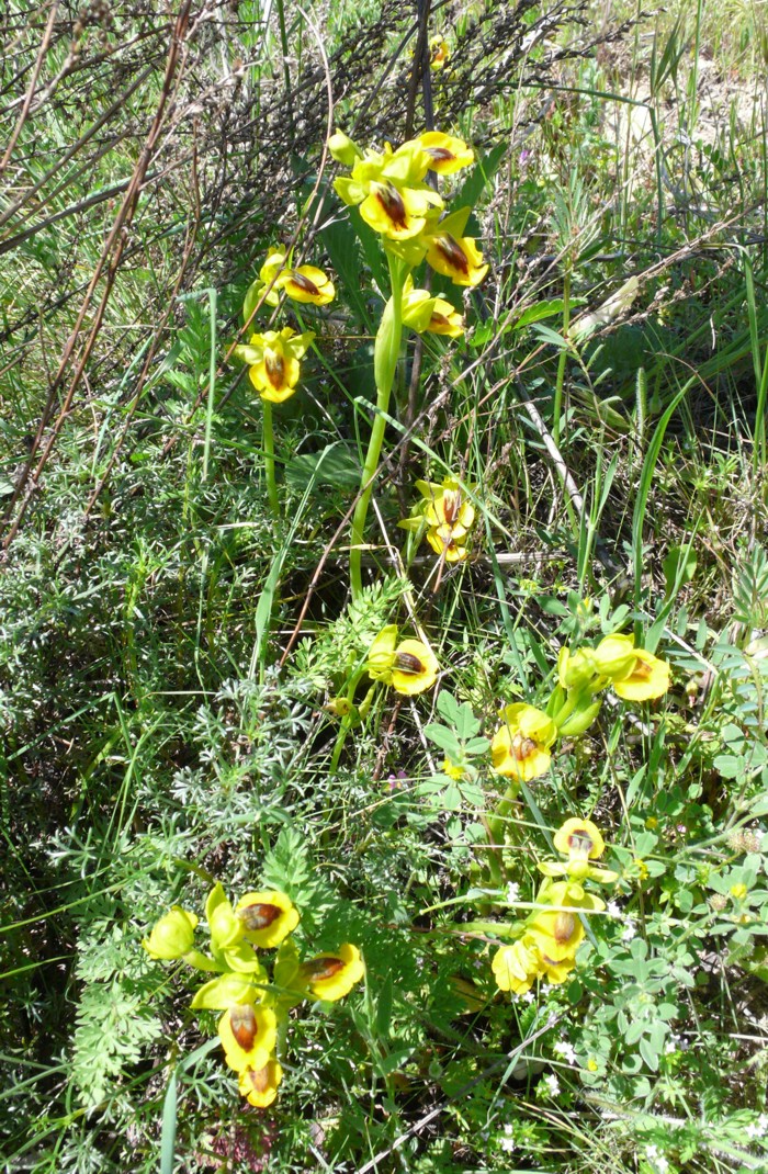 Ophrys_lutea_01.jpg