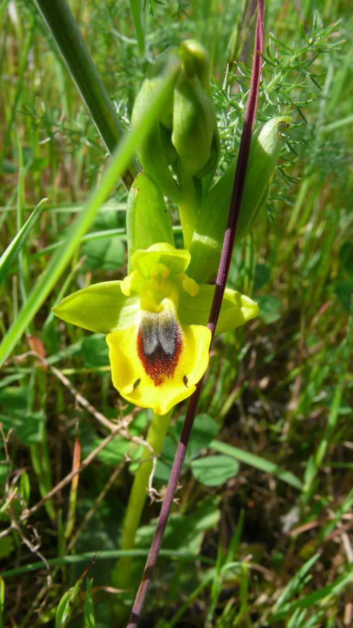 Ophrys_lutea_2.jpg