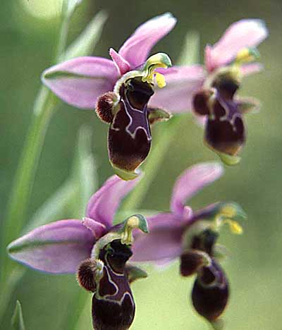 ophrys_scolopax_400.jpg