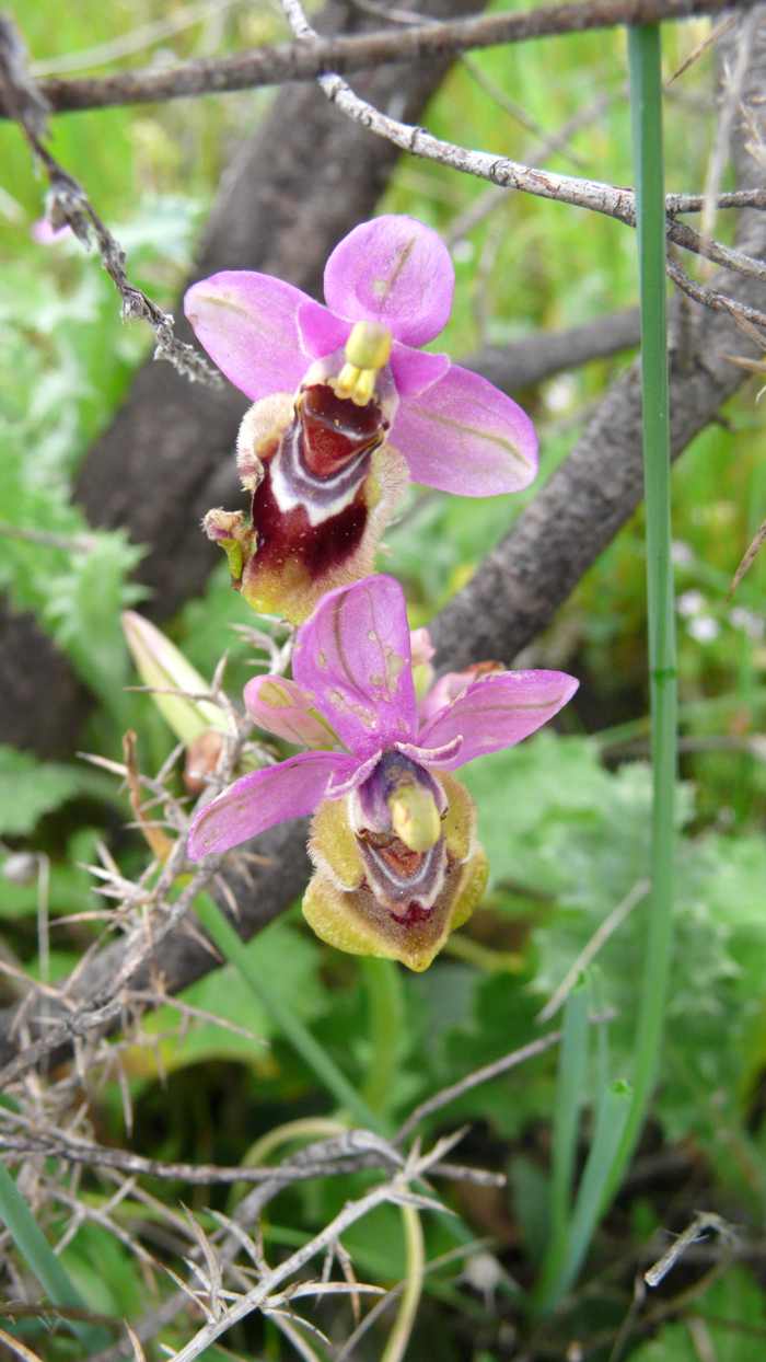 Ophrys_tenthredinifera.jpg
