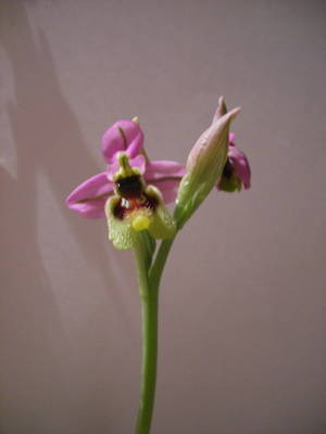 Ophrys_Tenthredinifera1.jpg