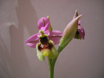 Ophrys_tenthredinifera2.jpg