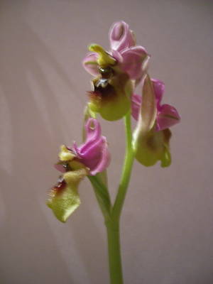 Ophrys_Tenthredinifera3.jpg