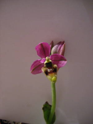 Ophrys_tenthredinifera4.jpg