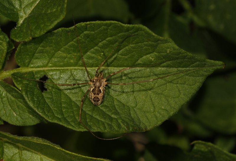 Opilion_5106.jpg