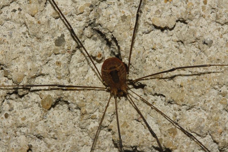 Opilion_5283.jpg