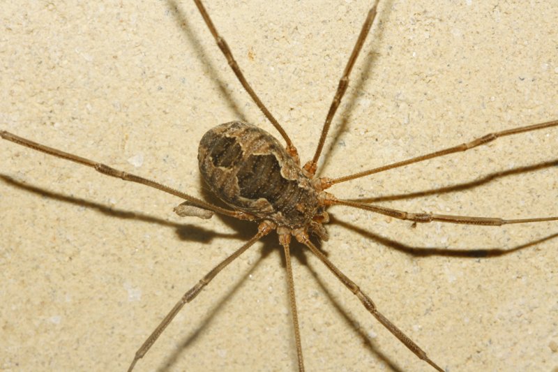 opilion_6752.jpg