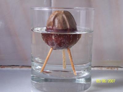 opt1181136558g.jpg