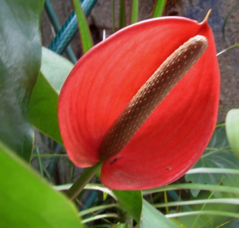 opt1191742095t.JPG