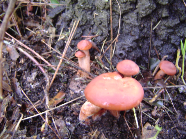 opt1193001228a.JPG