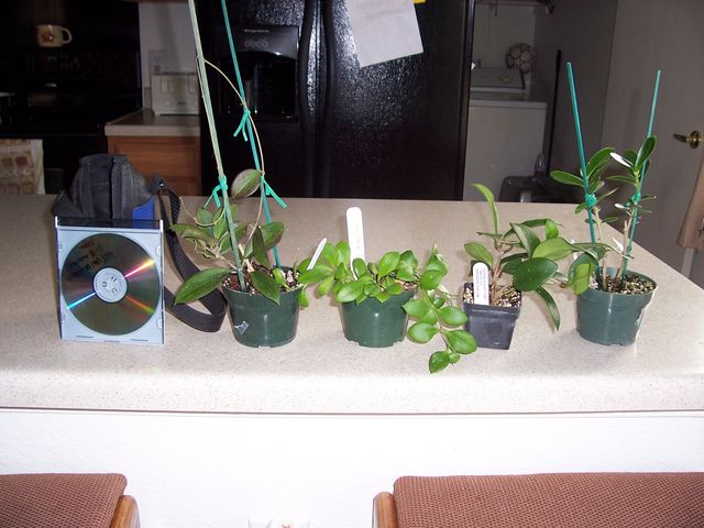 opt1201382558w.jpg