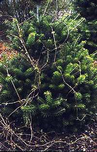 opt1202143054n.jpg