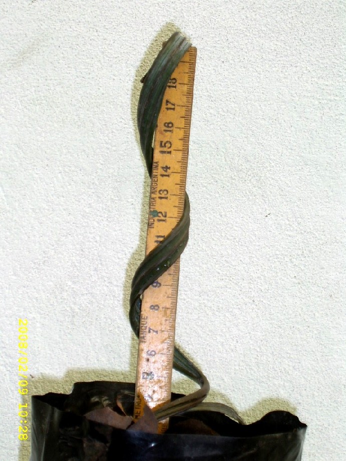 opt1202867958b.jpg